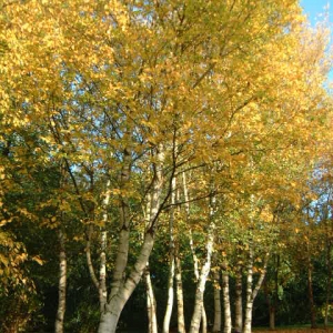 Birch trees - Hurry - we will only be dispatching our bare-root trees until mid-April.