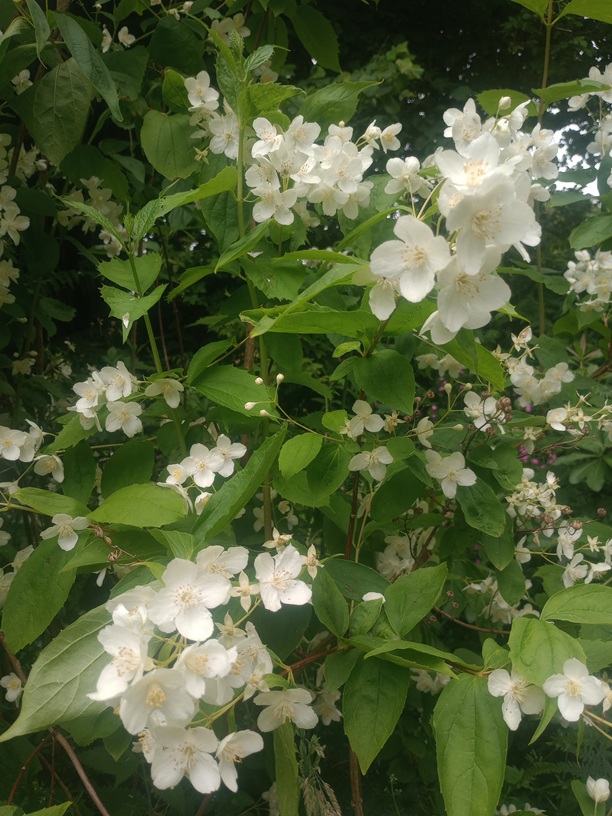 philadelphus caucasicus