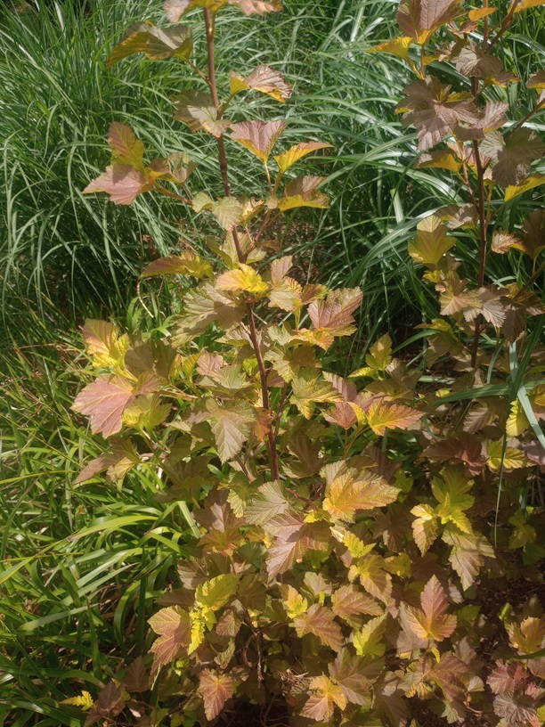 physocarpus opulifolius 2