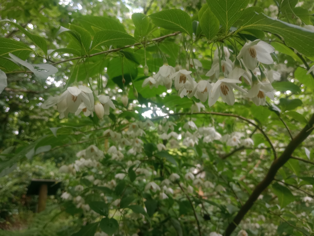styrax japonica